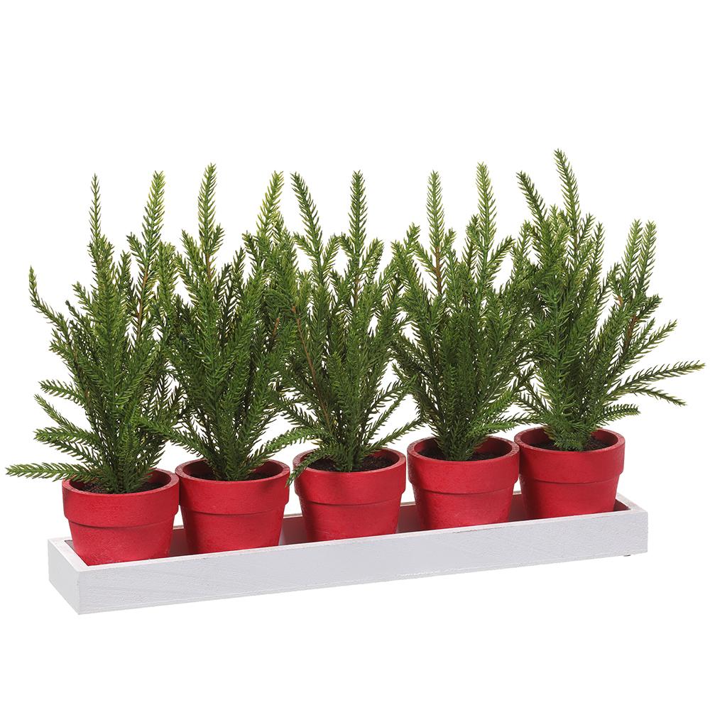 15.5"x 5" Cypress in Wood Pot x5 With Tray Green