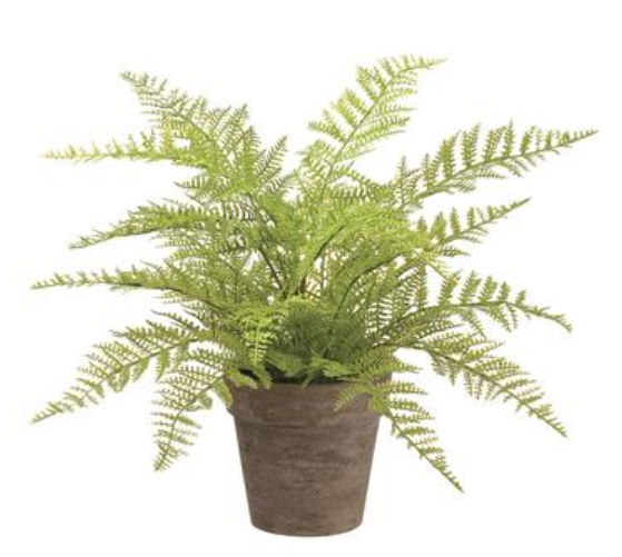 12" Fern in Paper Mache Pot