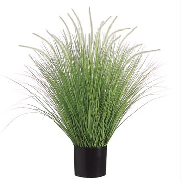 39" Dog Tail Onion Grass