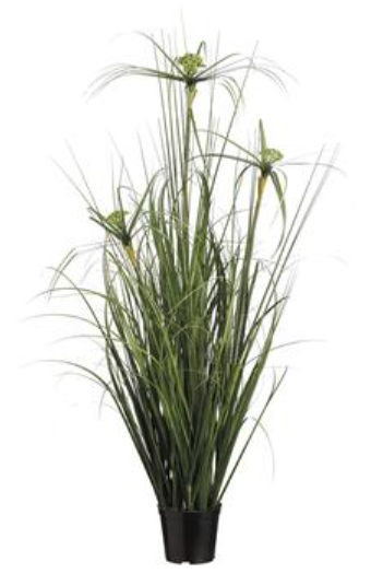 Cypress Grass Bush in Pot