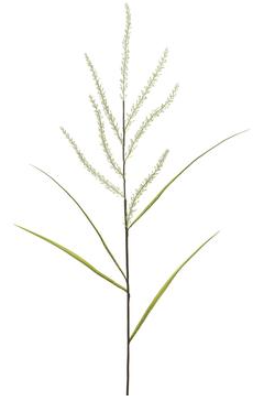45" Reed Grass Spray