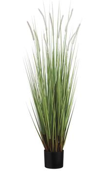 48" Dog Tail Grass