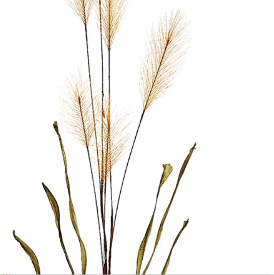 Pampas Grass Spray in Tan