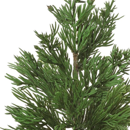 10.5" Potted Juniper Tree