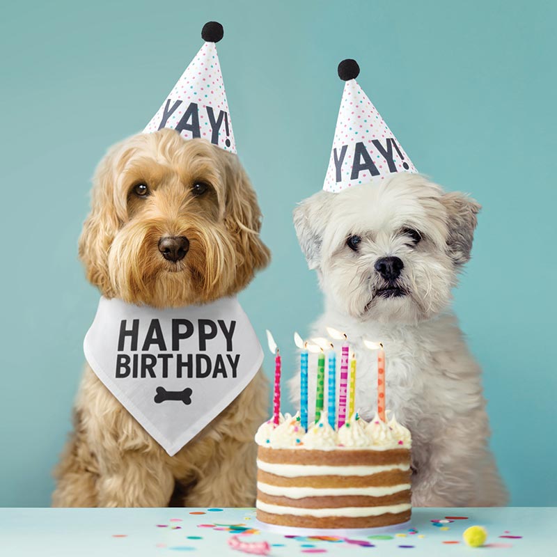 Pet Birthday Box