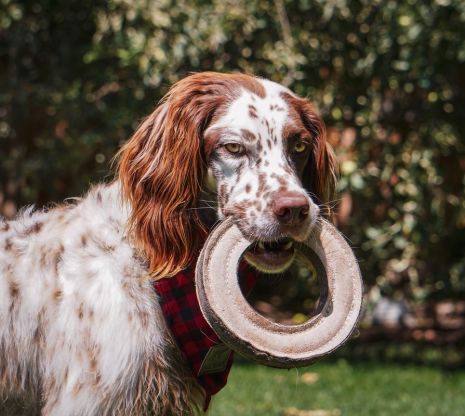 Natural Leather Ring Toy - 7"lo