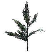 Cedar Spray